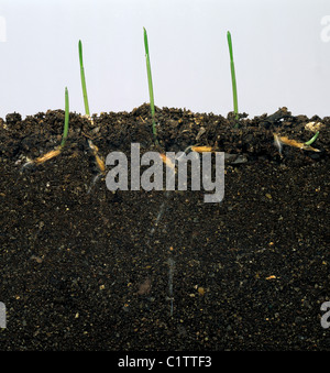 Wild oat (Avena fatua) seedlings germinating in glass-sided tank to show seeds & roots Stock Photo