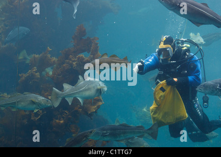 diver feeding fish in aquarium in Ålesund