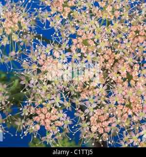 Greater burnet saxifrage (Pimpinella major) pink umbelliferous flowers against a blue background Stock Photo