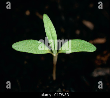 Pale persicaria, Persicaria lapathifolia, seedling with cotyledons and emerging true leaf Stock Photo