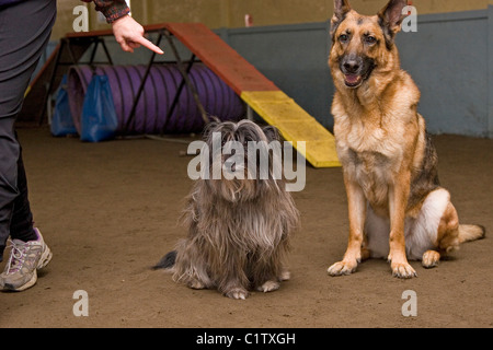 Dog training, German shepherd dog and terrier dog sitting and receiving commend from dog owner during dog agility training class Stock Photo