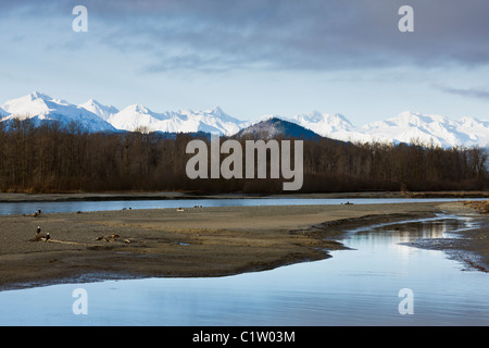 Bald eagles foraging for salmon along the Chilkat River in the Chilkat Bald Eagle Preserve near Haines, Alaska. Stock Photo