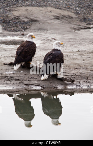 Two bald eagles sitting on log on gravel bar with reflection in Chilkat River in Chilkat Bald Eagle Preserve in Haines, Alaska. Stock Photo