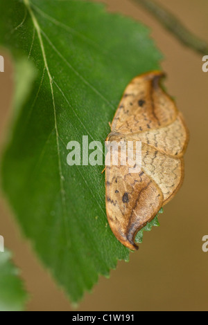 Pebble Hook-Tip (Drepana falcataria falcataria) Stock Photo