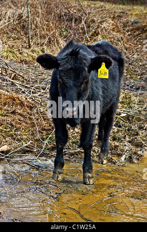 Cow standing in a muddy area of a pasture with a tag on it's ear. Stock Photo