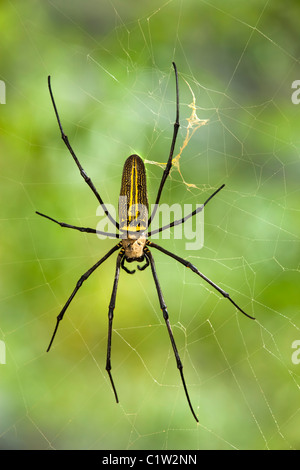 Giant wood spider (Golden orb spider) in web Stock Photo