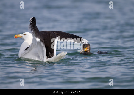 Great Black Backed Gull; Larus marinus; with juvenile cormorant; Cornwall; Stock Photo