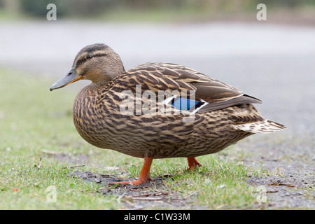 Mallard; Anas platyrhynchos; female; UK Stock Photo