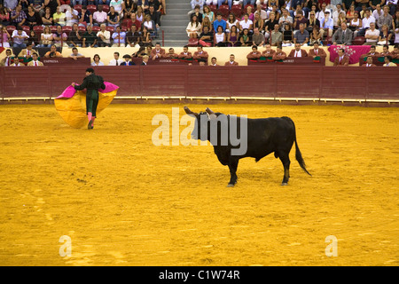 A Matadore in action during Portuguese style bullfighting at the Campo Pequeno in Lisbon, Portugal. Stock Photo