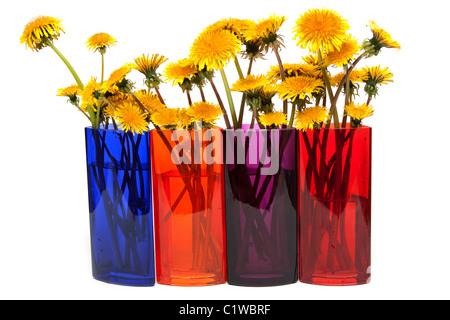 Yellow dandelions in glass colour vase on white background Stock Photo