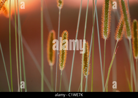 Grass in spring Stock Photo