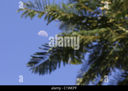 Moon is hiding in between Leaves Stock Photo