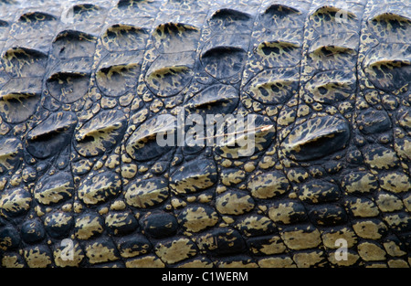 close up of the skin of a nile crocodile crocodylus niloticus chobe river botswana Stock Photo