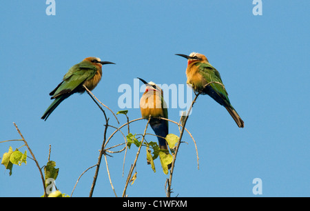 white-fronted bee-eater , merops bullockoides , botswana Stock Photo