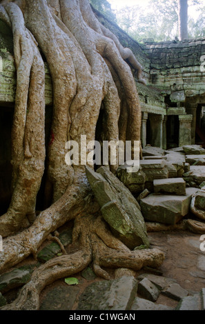 Huge tree roots growing over one of the galleries at Ta Phrom, Angkor, Cambodia. Stock Photo