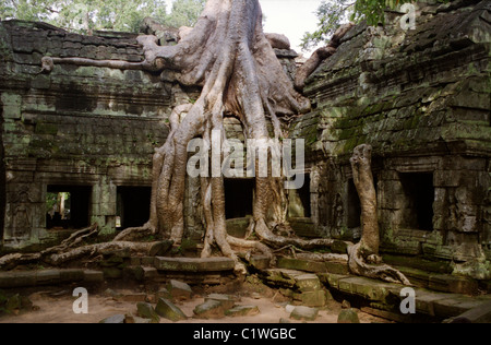 Huge tree growing over one of the galleries at Ta Phrom, Angkor, Cambodia. Stock Photo