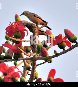 Chestnut-tailed StarlingChestnut-tailed StarlingChestnut-tailed Starling Stock Photo