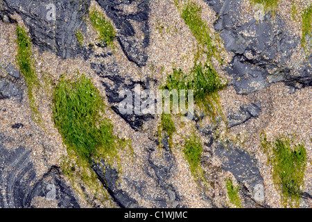 Enteromorpha seaweed rooted in sand on rock Stock Photo