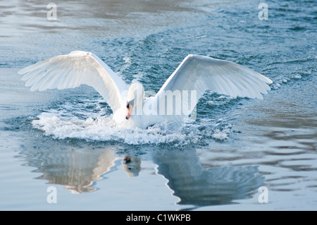 A mute swan touches down gracefully on the river Thames at Maidenhead. England. Stock Photo