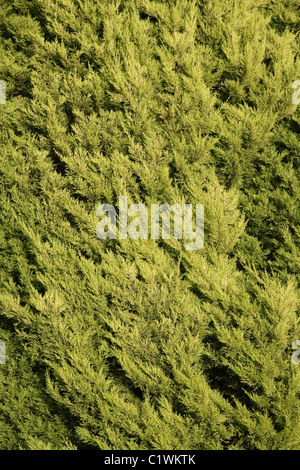 Leyland cypress (Cupressus x leylandii) tree close up Stock Photo