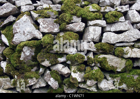 Moss covered dry stone wall, Peak District National Park Stock Photo