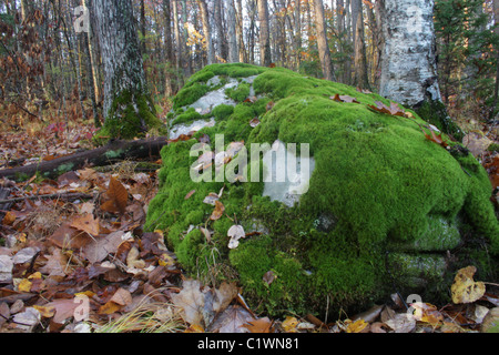 Lichen (Porpidia albocaerulescens) and mosses compete for space on a boulder. Stock Photo