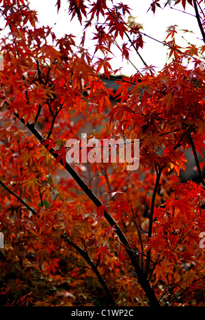 Japanese Maple, Acer palmatum, colouring beautifully in the autumn Stock Photo