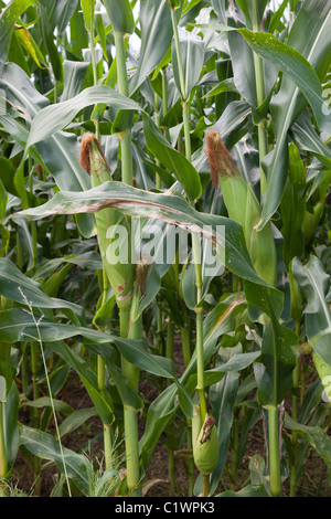 Corn stalks growing in Long Island Stock Photo