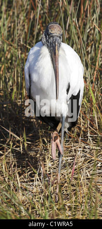 Wood Stork (Mycteria americana) at Anhinga Trail, Everglades, Everglades National Park, Everglades, Florida Stock Photo