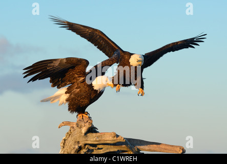 Two mature Bald Eagles one siting on a dead tree trunk the other in flight at the beach of the Kachemak Bay near Homer in Alaska Stock Photo