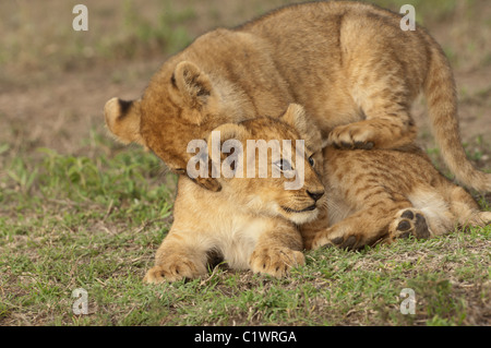 Stock photo of two lion cubs wrestling. Stock Photo