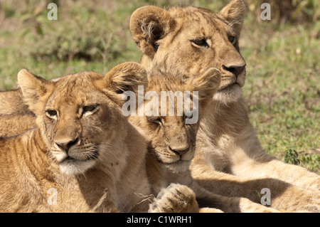 Stock photo of three young male lions sitting in a row. Stock Photo