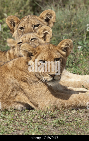 Stock photo of three young male lions sitting in a row. Stock Photo