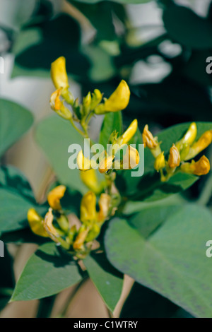 Flowers Of Red Gram, Pigeon Pea, Yellow Lentil, Pune, Maharashtra, India Stock Photo