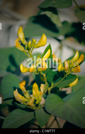 Flowers Of Red Gram, Pigeon Pea, Yellow Lentil, Pune, Maharashtra, India Stock Photo