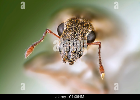 The pea and bean weevil, Sitona lineatus, high macro view of head and mouthparts Stock Photo