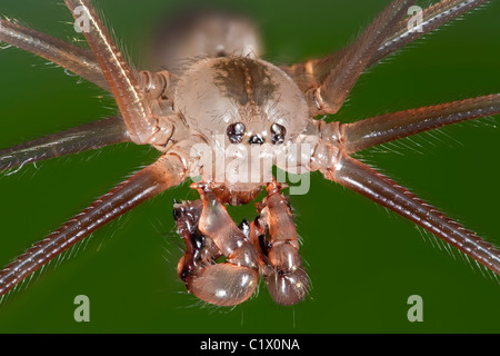 granddaddy long-legs spider, daddy long-legs spider, daddy long-legger, cellar spider, vibrating spider, macro view of head