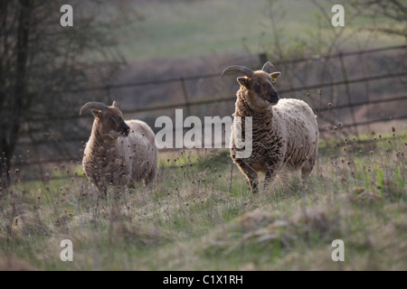 Castlemilk Moorit rare breed sheep Stock Photo