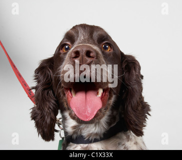 Cocker Spaniel against a grey background Stock Photo