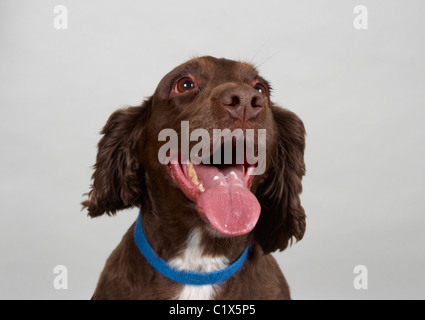 Cocker Spaniel against a grey background Stock Photo