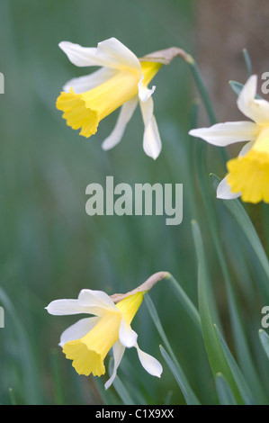 Wild Daffodils (Narcissus pseudonarcissus) in amongst woodland in spring, Nottinghamshire. Stock Photo