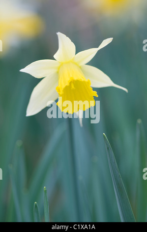 Wild Daffodils (Narcissus pseudonarcissus) in amongst woodland in spring, Nottinghamshire. Stock Photo