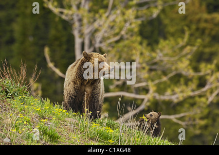 Grizzly mother and cub eating flowers on high mountain ridge Stock Photo