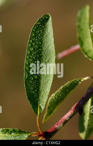 Almond tree leaf with water drops Stock Photo - Alamy