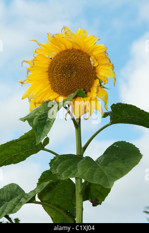 Mature sunflower on background sky with dry sheet Stock Photo