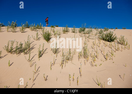 Woman backpacker walking over sand dune covered with Sweet-scented Heliotrope Monahans Sand Hills State Park Texas USA Stock Photo