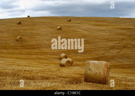 Golden field with straw bales in stormy dark weather Stock Photo