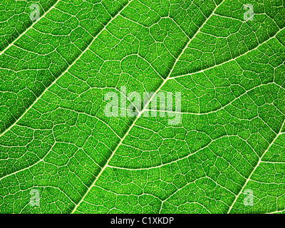 Texture created by the detail of a large green leaf Stock Photo
