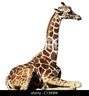 A young giraffe sitting down, isolated on a white background. Stock Photo