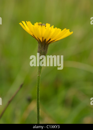 Autumn Hawkbit, leontodon autumnalis Stock Photo